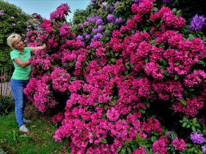 Slavné rododendrony na jižním Plzeňsku vykvetly s měsíčním zpožděním, letos mají i méně květů