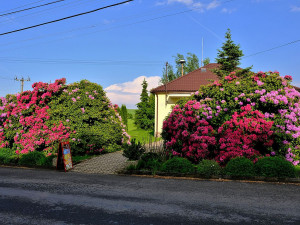 Slavné rododendrony na jižním Plzeňsku vykvetly s měsíčním zpožděním, letos mají i méně květů