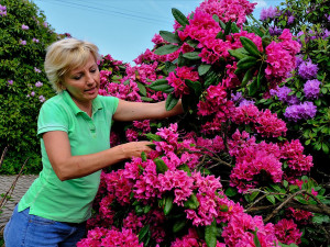 Slavné rododendrony na jižním Plzeňsku vykvetly s měsíčním zpožděním, letos mají i méně květů