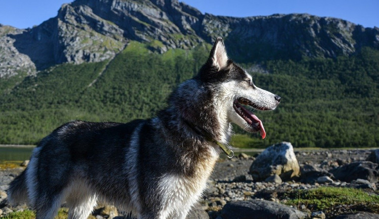 size4-husky-3186049_960_720