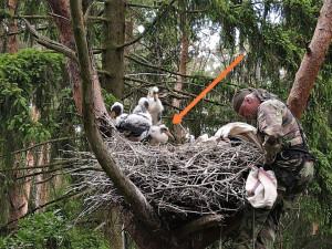 Šipka ukazuje nemocné mládě