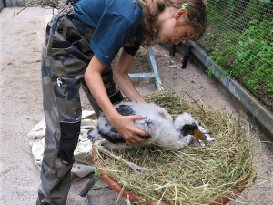 Teď už je nemocné mládě v péči záchranné stanice