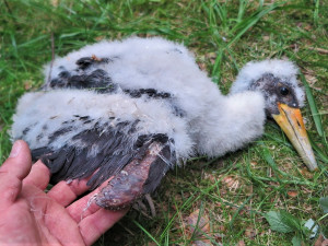 Toto mládě by s takovým zraněním nepřežilo