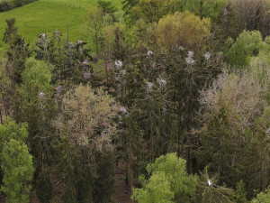 Hnízdo čápů tak, jak ho vidí dron