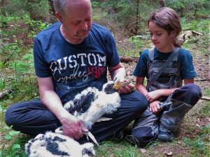 Mláďata se kroužkují na zemi