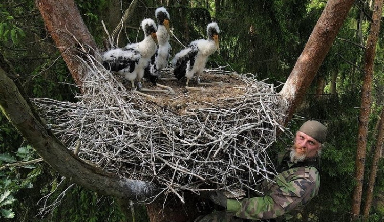 K hnízdu čápů vyšplhal Jiří Segeč
