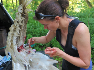 Život labutímu samci zachránila polní operace a blesková amputace křídla