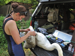 Život labutímu samci zachránila polní operace a blesková amputace křídla