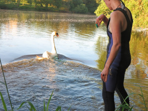 Život labutímu samci zachránila polní operace a blesková amputace křídla