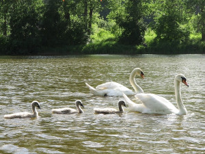 Život labutímu samci zachránila polní operace a blesková amputace křídla