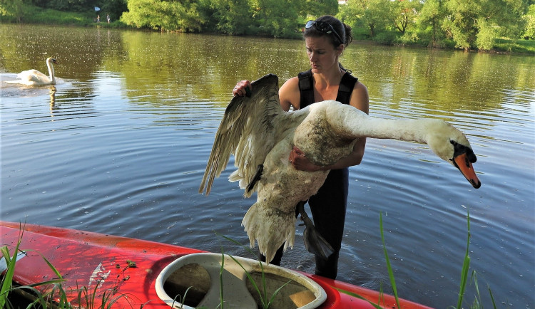 Život labutímu samci zachránila polní operace a blesková amputace křídla