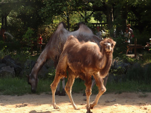 Zoologická zahrada oslavila křtiny malé velbloudice, dostala jméno Nayla