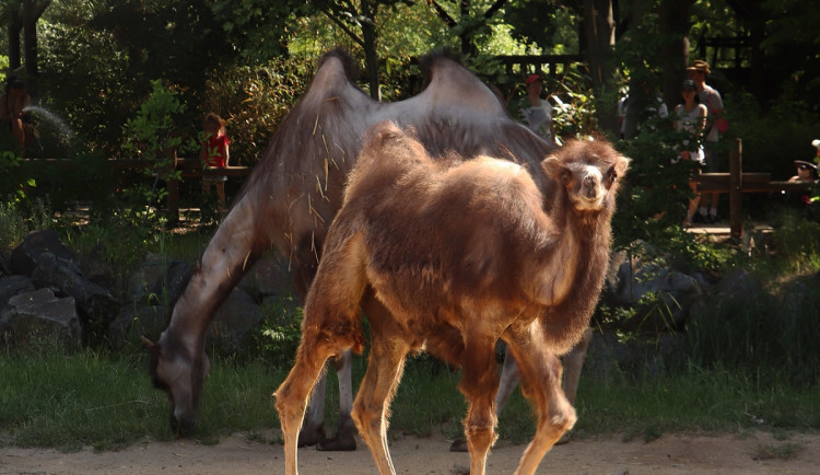 Zoologická zahrada oslavila křtiny malé velbloudice, dostala jméno Nayla