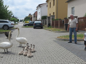 Labutí rodinka se pěšky odstěhovala od rušného Boleváku na řeku Berounku