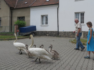Labutí rodinka se pěšky odstěhovala od rušného Boleváku na řeku Berounku