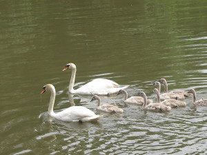 Spokojená rodinka je už na Berounce