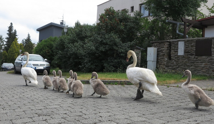 Labutí rodinka se pěšky odstěhovala od rušného Boleváku na řeku Berounku