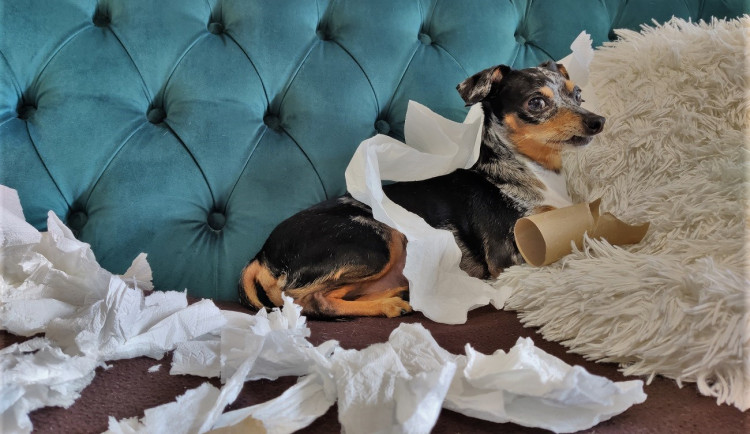 Zájem o psy během pandemie obrovsky vzrostl, řadu z nich majitelé špatně vychovali a teď trpí