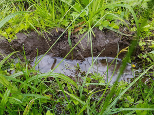 Slovany chtějí ochránit svůj přírodní poklad, mokřad na Černickém potoce