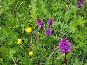 Slovany chtějí ochránit svůj přírodní poklad, mokřad na Černickém potoce