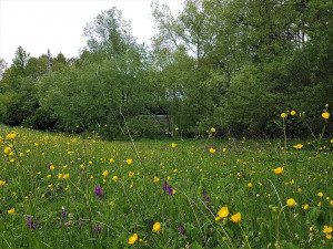 Slovany chtějí ochránit svůj přírodní poklad, mokřad na Černickém potoce