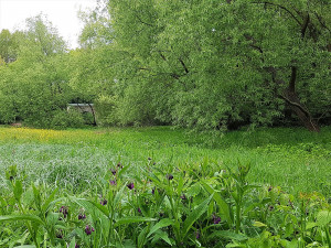 Slovany chtějí ochránit svůj přírodní poklad, mokřad na Černickém potoce