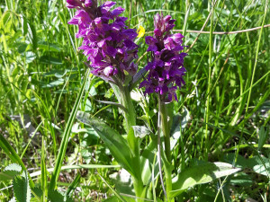 Slovany chtějí ochránit svůj přírodní poklad, mokřad na Černickém potoce