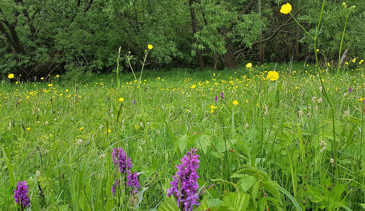Slovany chtějí ochránit svůj přírodní poklad, mokřad na Černickém potoce