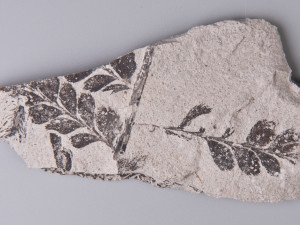 Výstava odhalí tajemství miliony let starých močálů na Plzeňsku