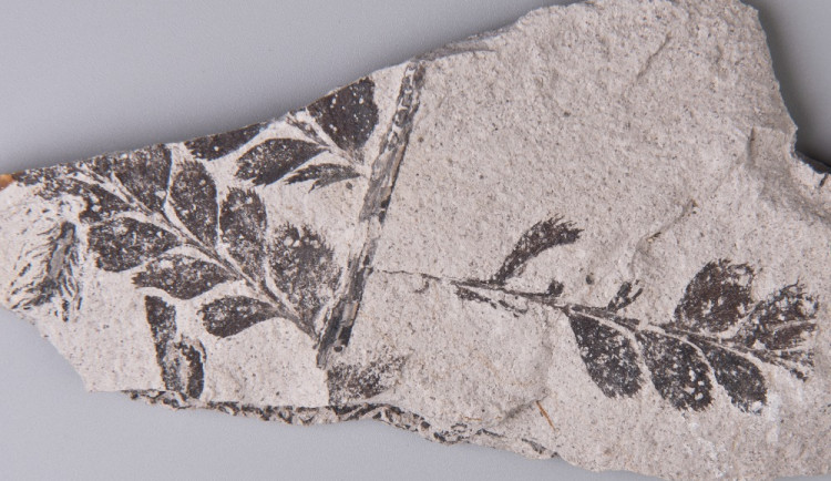 Nález prvohorní rostliny Paleopteridium