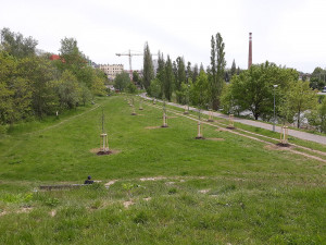 Nový park vzniká v lokalitě U Ježíška, staré topolové stromořadí nahradily nové dřeviny
