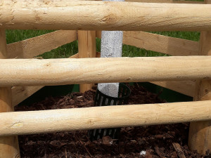 Nový park vzniká v lokalitě U Ježíška, staré topolové stromořadí nahradily nové dřeviny