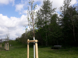 Nový park vzniká v lokalitě U Ježíška, staré topolové stromořadí nahradily nové dřeviny