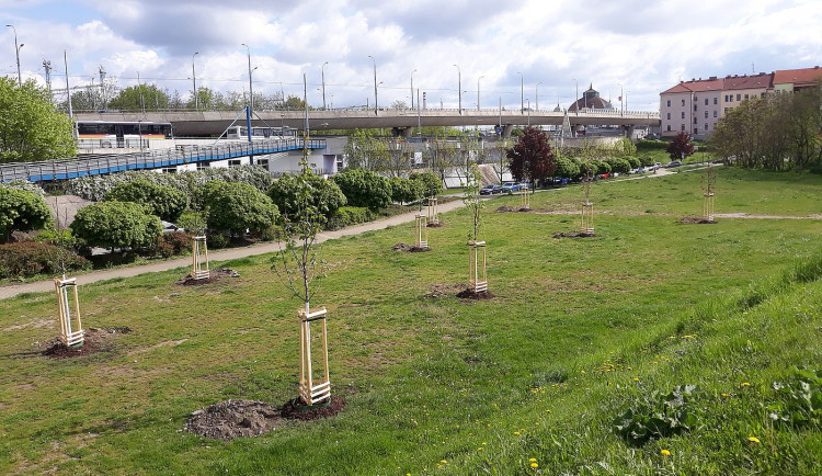 Nový park vzniká v lokalitě U Ježíška, staré topolové stromořadí nahradily nové dřeviny