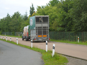 Žirafí samec Bořek se rozloučil s Plzní, nově posílí chov v Safariparku ve Dvoře Králové
