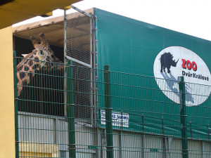 Žirafí samec Bořek se rozloučil s Plzní, nově posílí chov v Safariparku ve Dvoře Králové