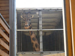 Žirafí samec Bořek se rozloučil s Plzní, nově posílí chov v Safariparku ve Dvoře Králové