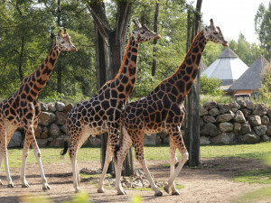 Žirafí samec Bořek se rozloučil s Plzní, nově posílí chov v Safariparku ve Dvoře Králové
