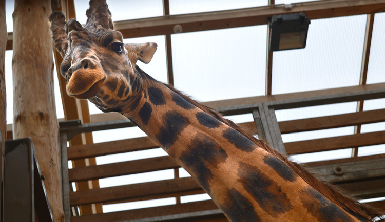 Žirafí samec Bořek se rozloučil s Plzní, nově posílí chov v Safariparku ve Dvoře Králové