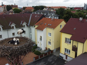 Matka roku. Po smrti partnera se dokázala samice čápa postarat bez pomoci lidí o tři mláďata