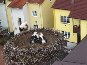 Matka roku. Po smrti partnera se dokázala samice čápa postarat bez pomoci lidí o tři mláďata