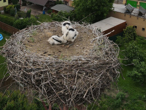 Matka roku. Po smrti partnera se dokázala samice čápa postarat bez pomoci lidí o tři mláďata