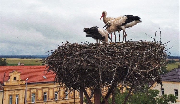 Matka roku. Po smrti partnera se dokázala samice čápa postarat bez pomoci lidí o tři mláďata