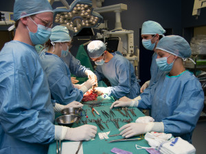 Studenti medicíny mají příležitost vyzkoušet své praktické dovednosti na čtyřnohých pacientech