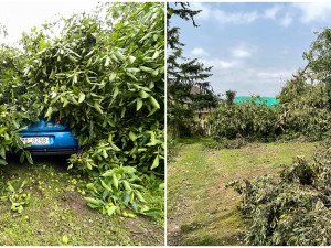 Pod stromem zůstal uvězněný automobil