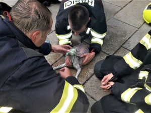 Kočka zachráněná při požáru bytu dostala od hasičů přímo na chodníku kyslíkovou terapii