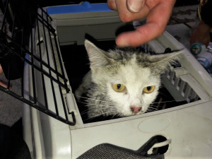 Kočka zachráněná při požáru bytu dostala od hasičů přímo na chodníku kyslíkovou terapii