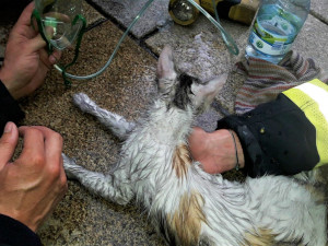 Kočka zachráněná při požáru bytu dostala od hasičů přímo na chodníku kyslíkovou terapii