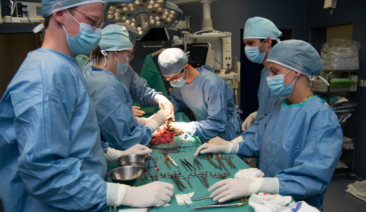 Studenti medicíny mají příležitost vyzkoušet své praktické dovednosti na čtyřnohých pacientech