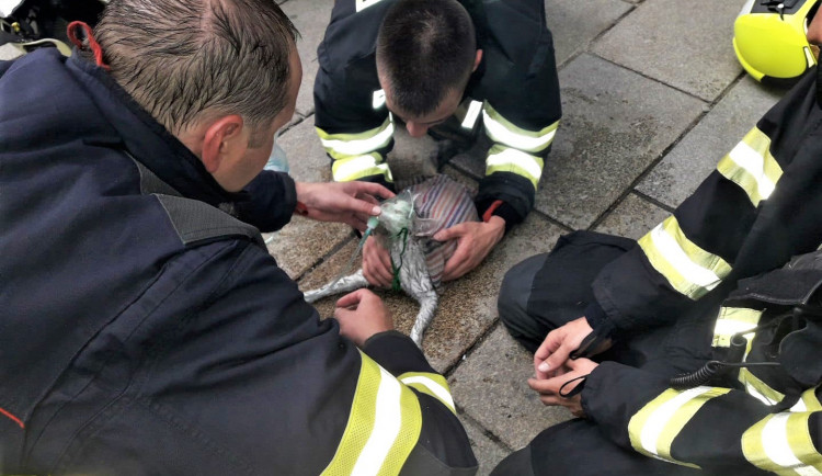 Kočka zachráněná při požáru bytu dostala od hasičů přímo na chodníku kyslíkovou terapii